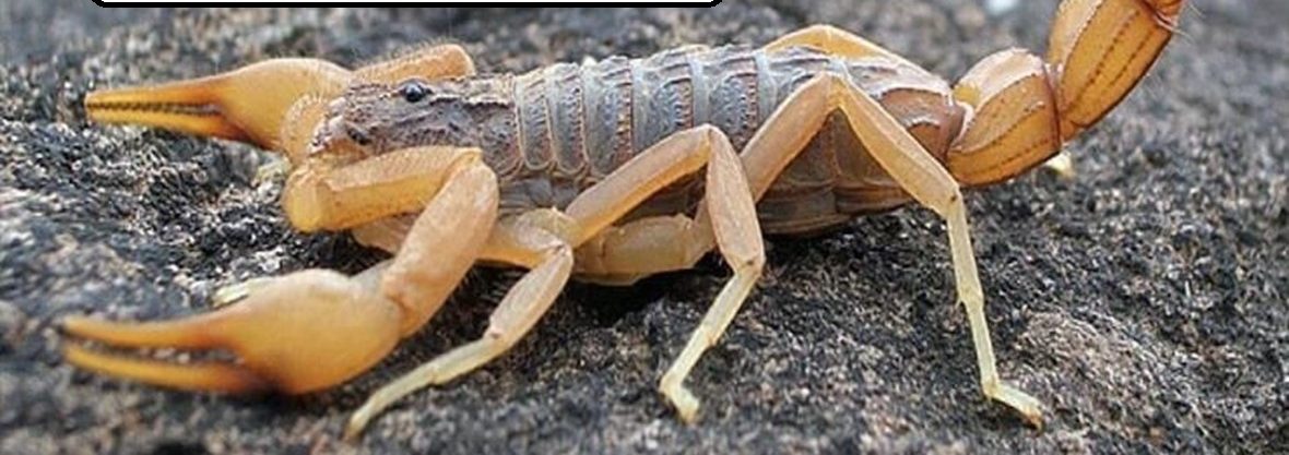 شركة مكافحة العقارب في العين