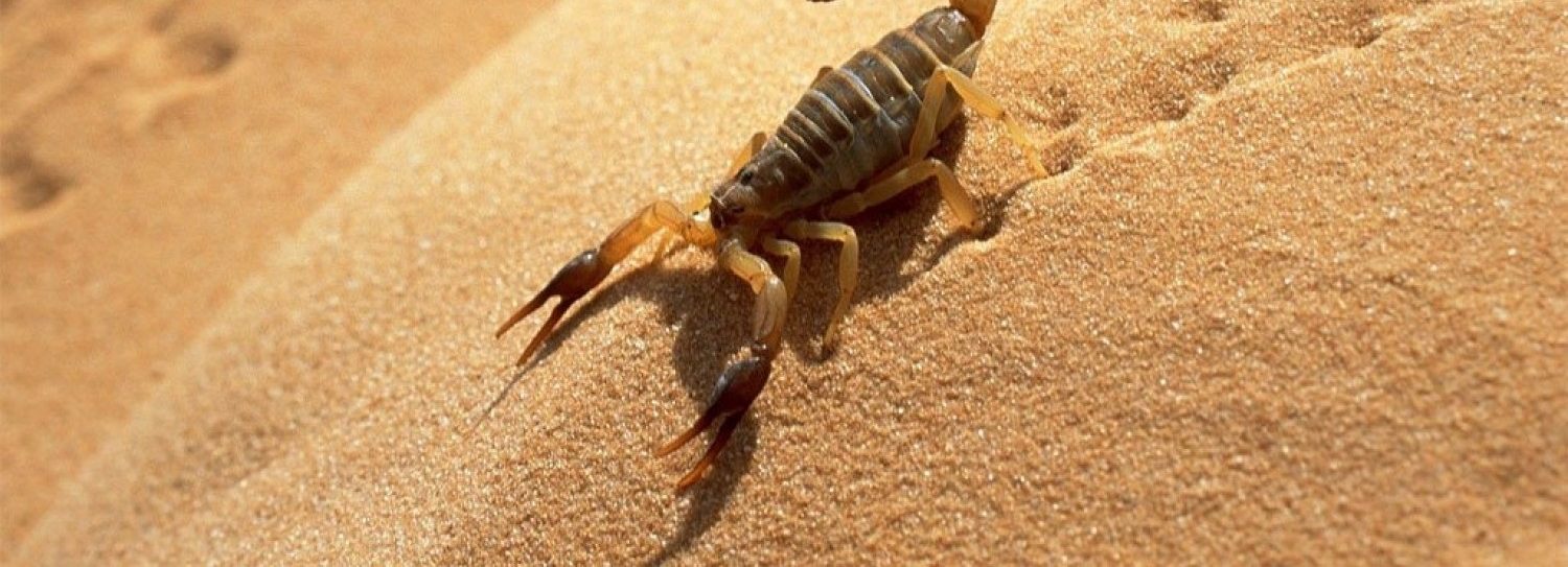 شركة مكافحة العقارب في دبي