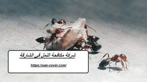 شركة مكافحة النمل في الشارقة