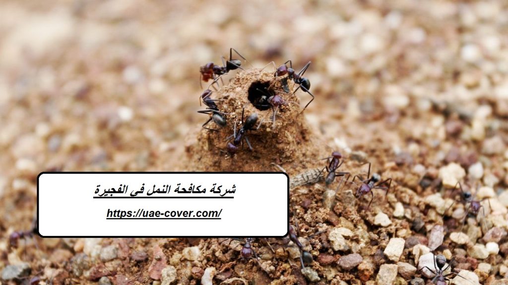 شركة مكافحة النمل في الفجيرة
