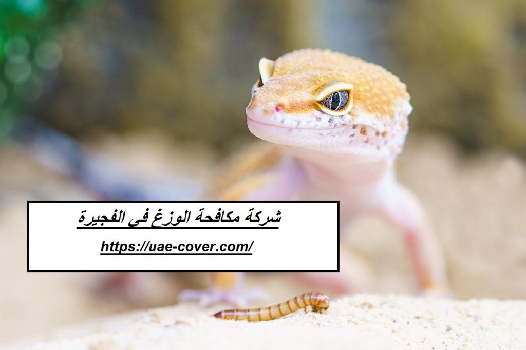 شركة مكافحة الوزغ في الفجيرة