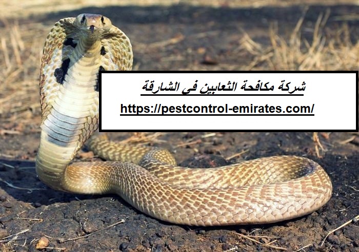 شركة مكافحة الثعابين في الشارقة