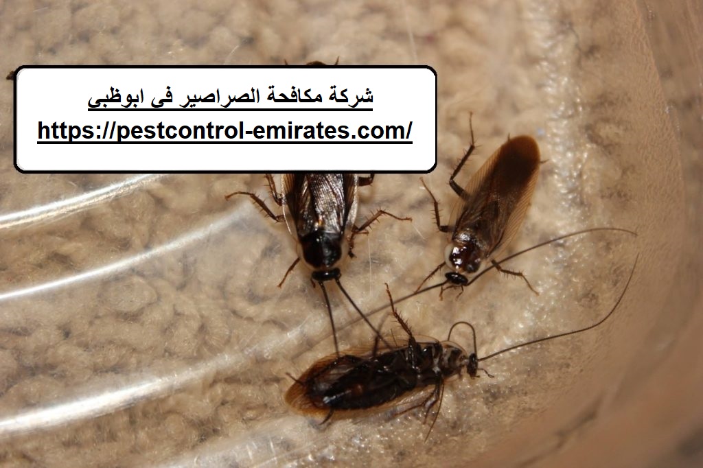 شركة مكافحة الصراصير في ابوظبي