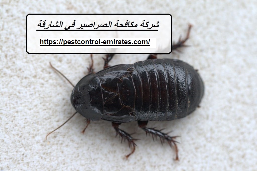 شركة مكافحة الصراصير في الشارقة