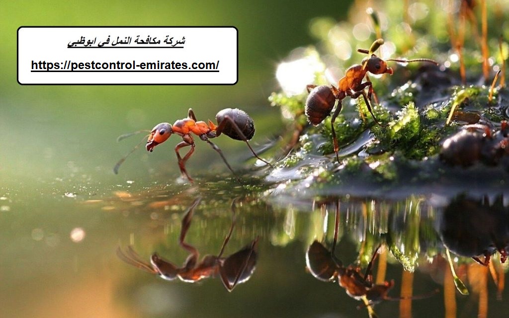 شركة مكافحة النمل في ابوظبي