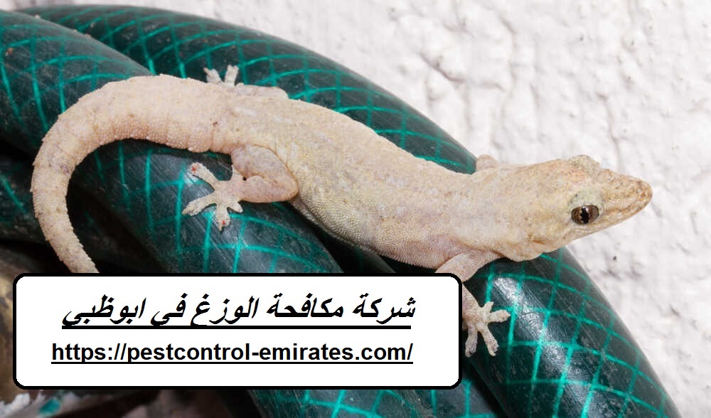شركة مكافحة الوزغ في ابوظبي