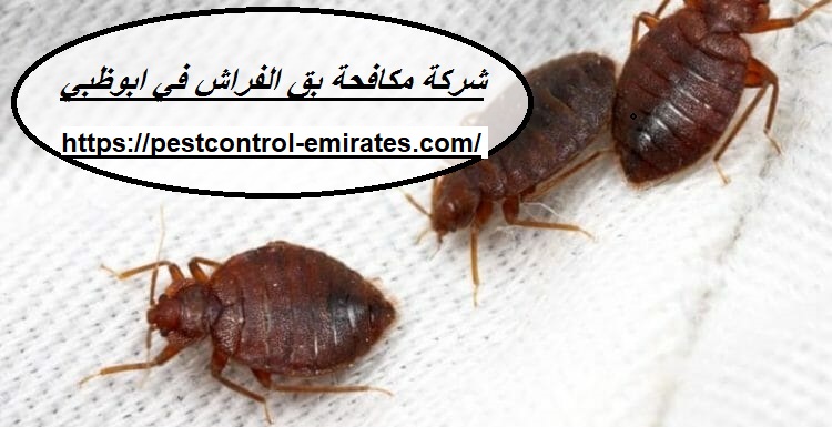 شركة مكافحة بق الفراش في ابوظبي