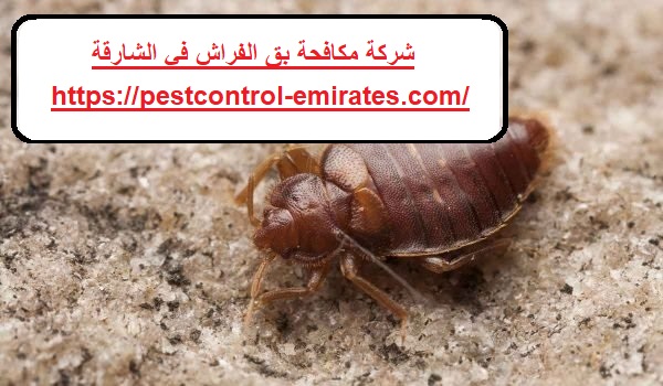 شركة مكافحة بق الفراش في الشارقة