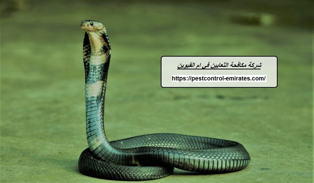 شركة مكافحة الثعابين في ام القيوين
