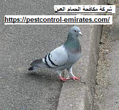 [صورة: شركة-مكافحة-الحمام-في-العين.png]
