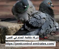 [صورة: شركة-مكافحة-الحمام-في-الفجيرة.png]