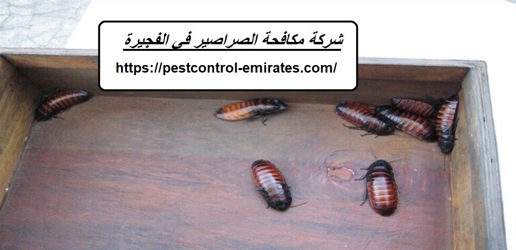 شركة مكافحة الصراصير في الفجيرة