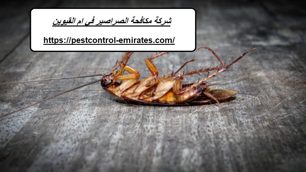 شركة مكافحة الصراصير في ام القيوين