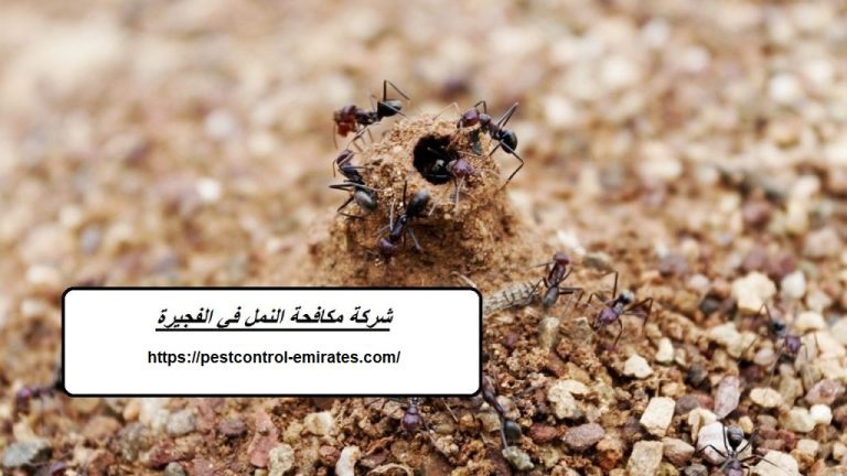 شركة مكافحة النمل في الفجيرة
