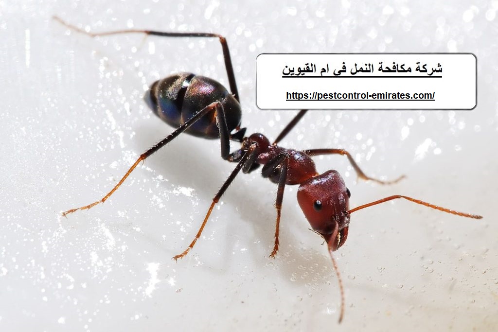 شركة مكافحة النمل في ام القيوين