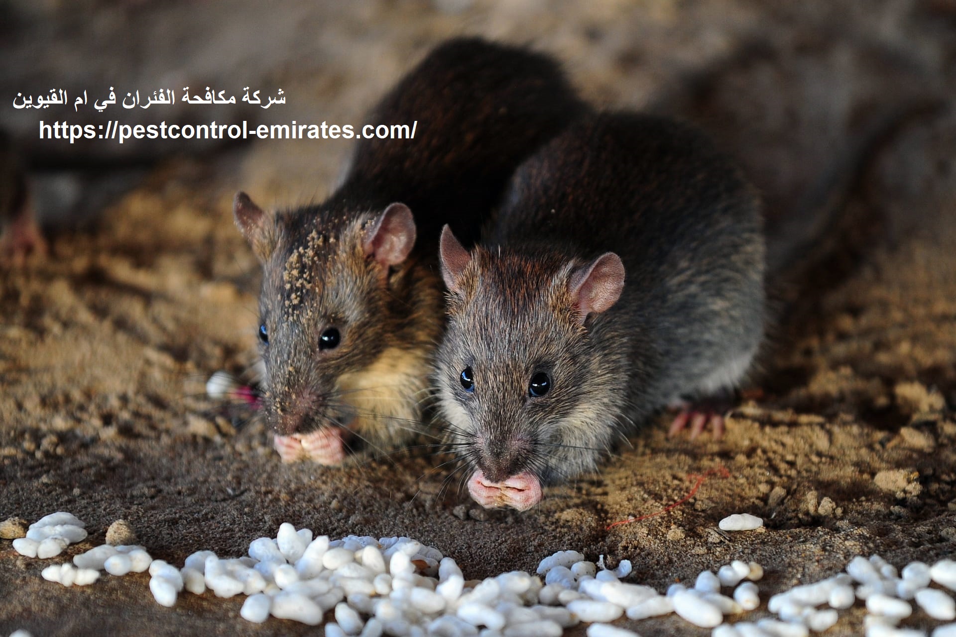 شركة مكافحة الفئران في ام القيوين