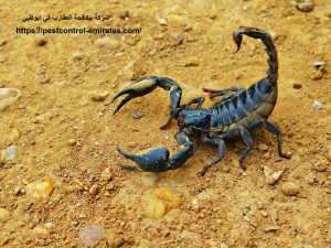 شركة مكافحة العقارب في ابوظبي