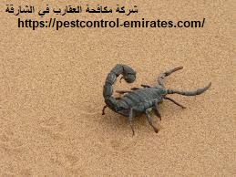 شركة مكافحة العقارب في الشارقة
