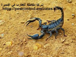 شركة مكافحة العقارب في الفجيرة
