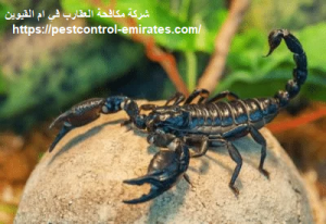 شركة مكافحة العقارب في ام القيوين