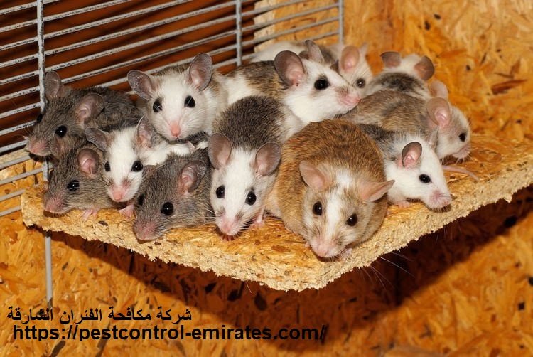 شركة مكافحة الفئران الشارقة