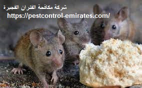 شركة مكافحة الفئران الفجيرة
