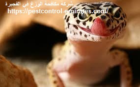 شركة مكافحة الوزغ في الفجيرة