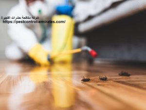شركة مكافحة حشرات الفجيرة